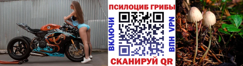 Купить закладки  Киренск  Галлюциногенные грибы Psilocybe 